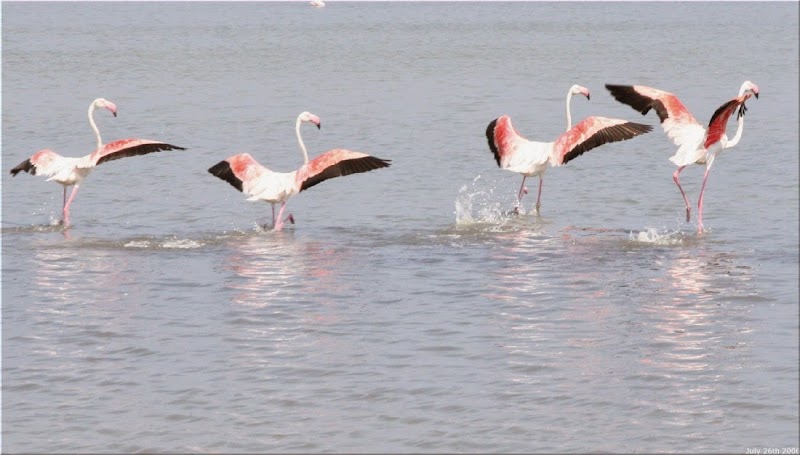 Accounting Solutions, Inc.