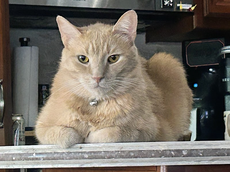 All Pets Animal Hospital