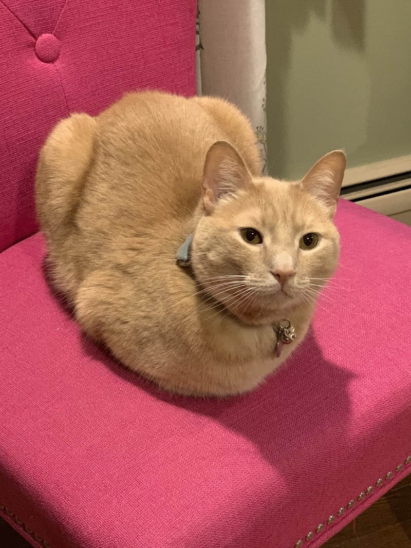 All Pets Animal Hospital — photo 2 of pet services in Sneads Ferry, NC