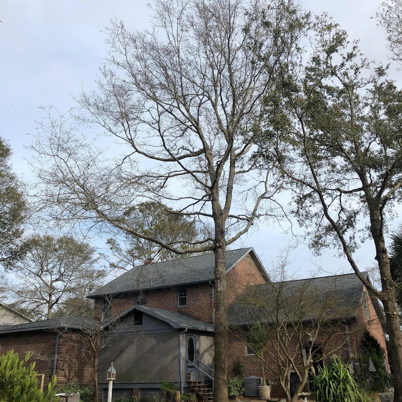 ArborCare Tree Management