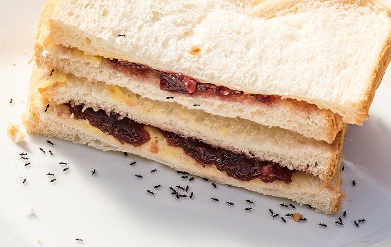 Bug-N-A-Rug Exterminators — photo 2 of pest control in Topsail Beach, NC