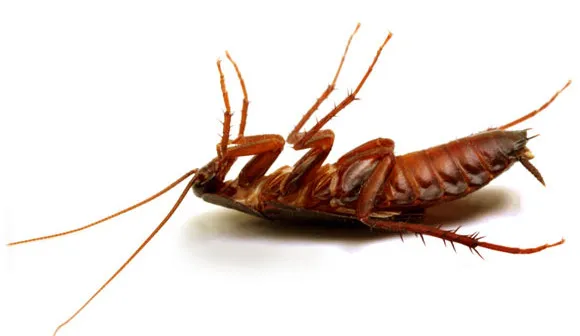 Cape Fear Termite & Pest Control - from website