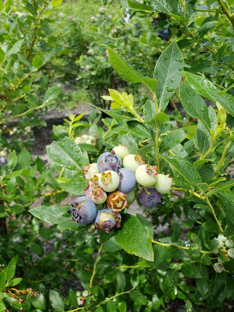 Carol Sue Farms — photo 2 of attraction in Topsail Beach, NC