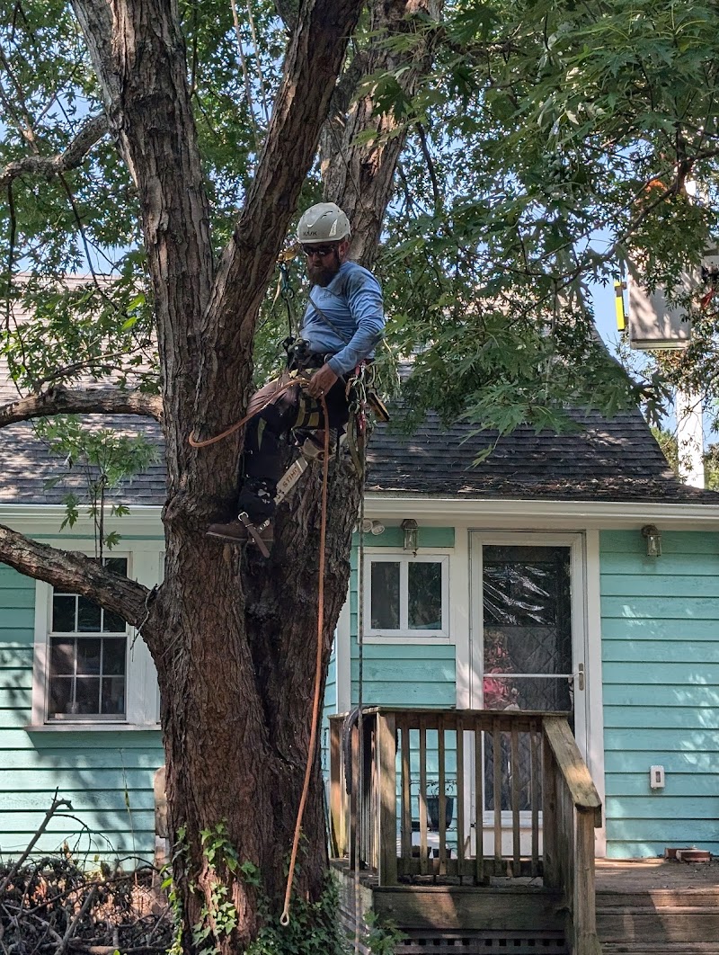 Coastal Tree Trimmers — photo 2 of tree service in Wilmington, NC