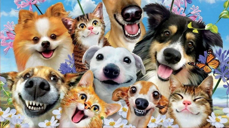 Dawg Daze CBD Treats - from website