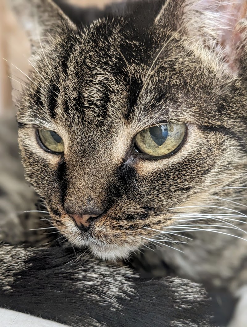 Hampstead Animal Hospital — photo 2 of pet services in Hampstead, NC