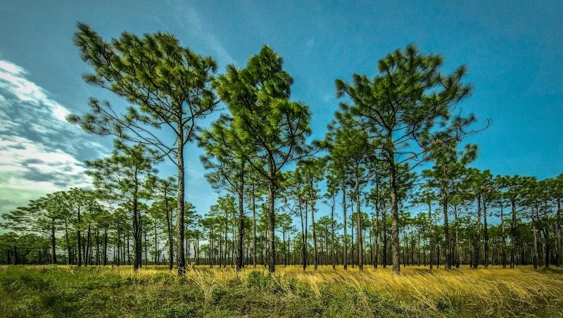 Holly Shelter Game Land attraction in Hampstead, NC — Topsail Island