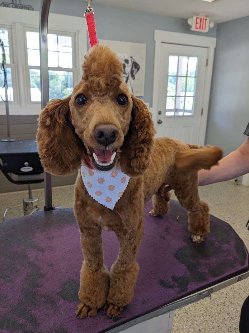Over the Moon Grooming — photo 2 of pet services in Hampstead, NC