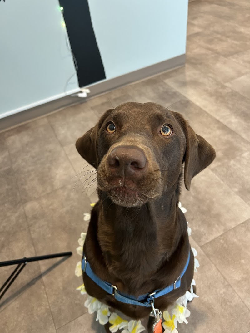 Pet Health of Hampstead — photo 2 of pet services in Hampstead, NC