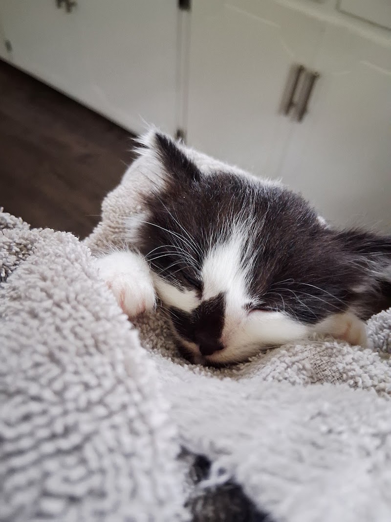 Pet Vet On Main — photo 2 of pet services in Hampstead, NC