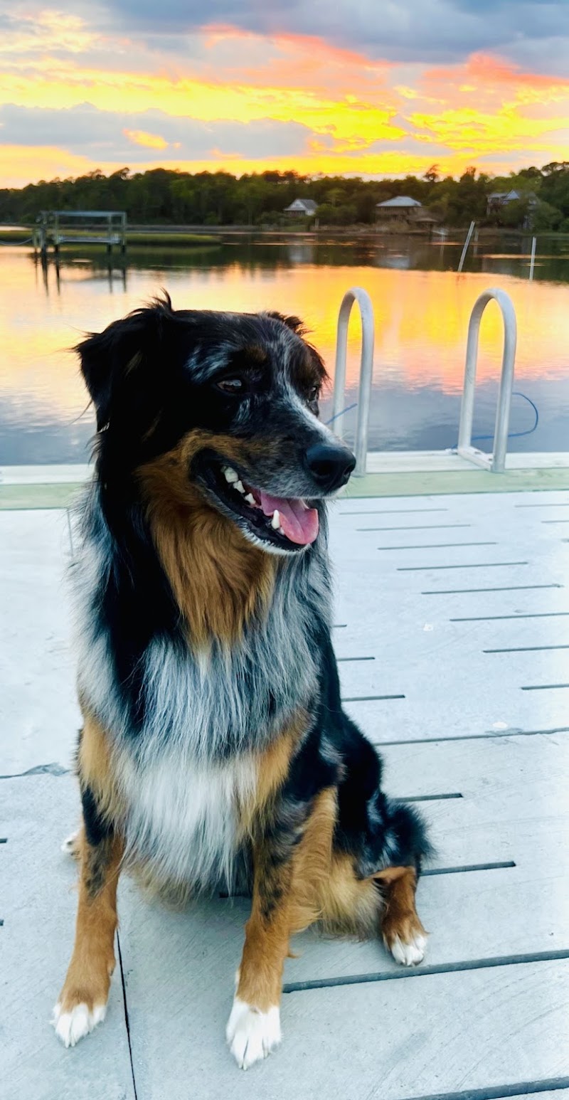 Petco — photo 2 of pet services in Surf City, NC