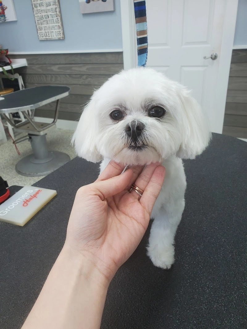 Sandy Paws Grooming pet services in Surf City, NC