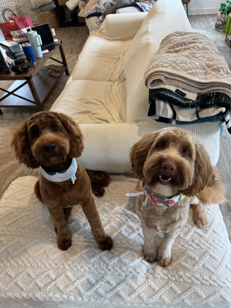 Sandy Paws Grooming — photo 2 of pet services in Surf City, NC