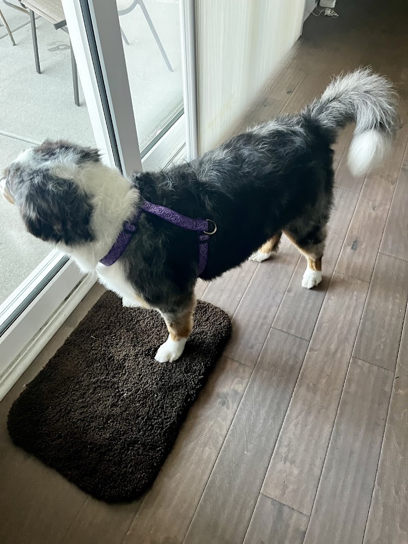 Spoiled to the Bone — photo 2 of pet services in Holly Ridge, NC