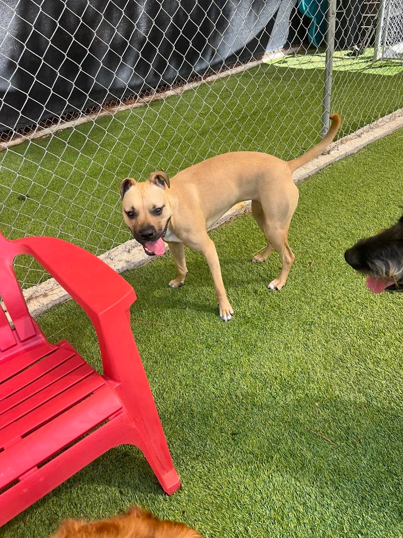 Surf City Pawville - Pet Boarding, Grooming, Daycare, Training pet services in Hampstead, NC