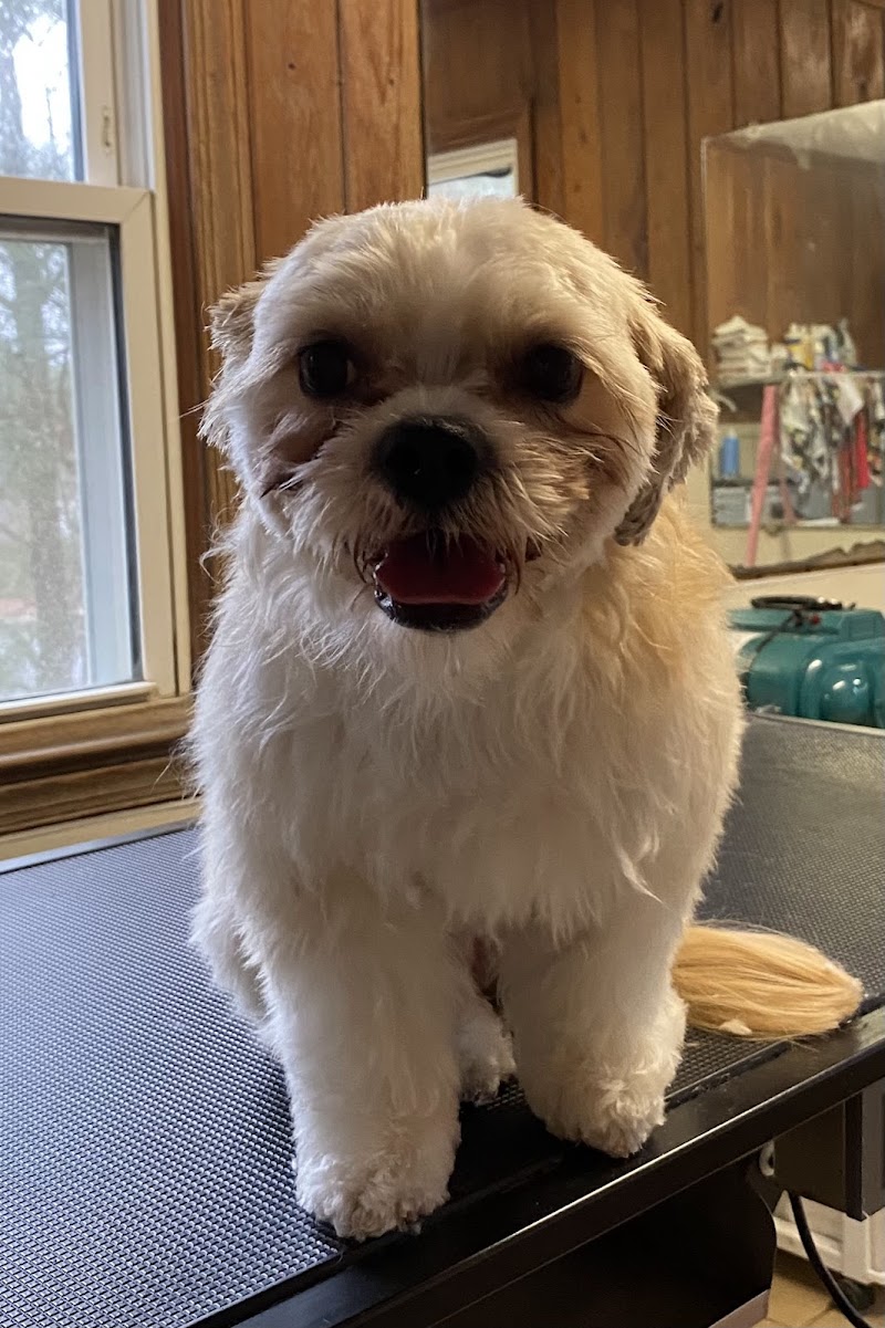 TailWaggers Dog Spa — photo 2 of pet services in Sneads Ferry, NC