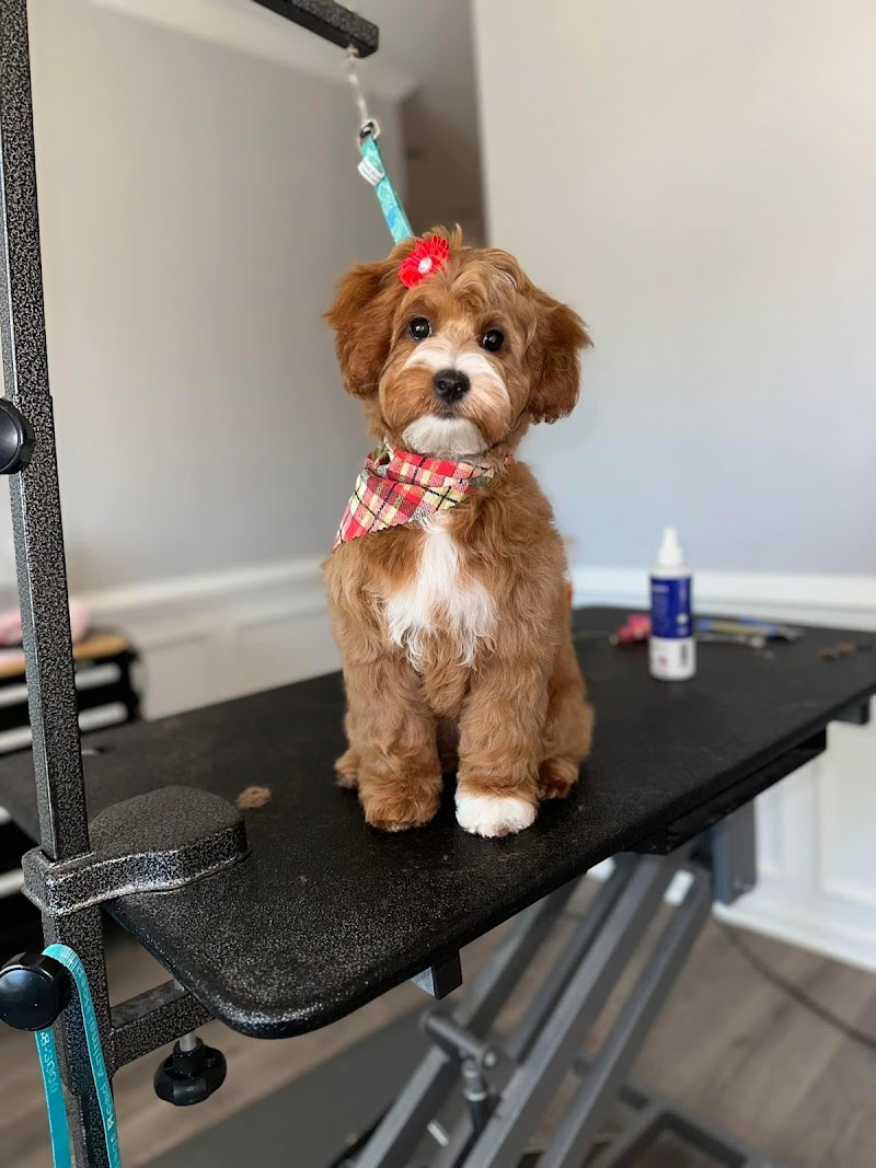 The Groom Room Pet Parlor — photo 2 of pet services in Hampstead, NC