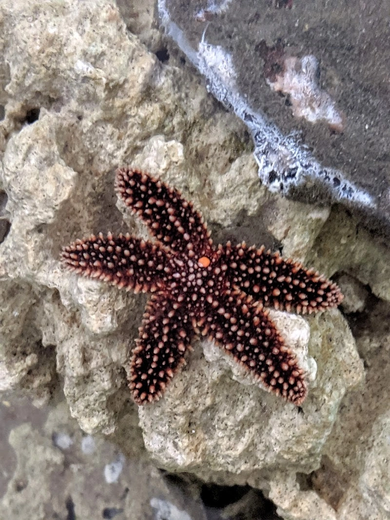 Topsail Aquarium attraction in Surf City, NC — Topsail Island
