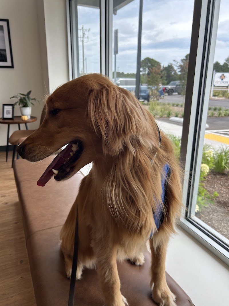 Vet Cross Animal Urgent Care Hospital — photo 2 of pet services in Hampstead, NC