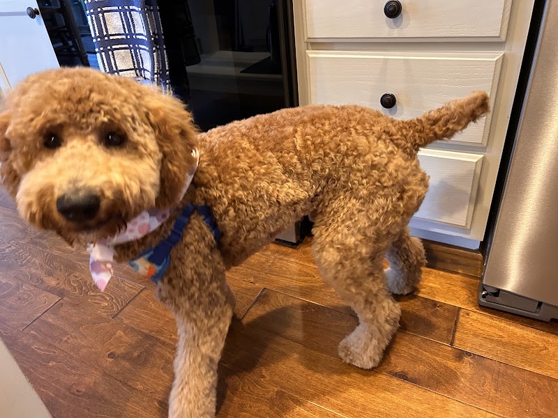 Waggin Tails Dog Salon