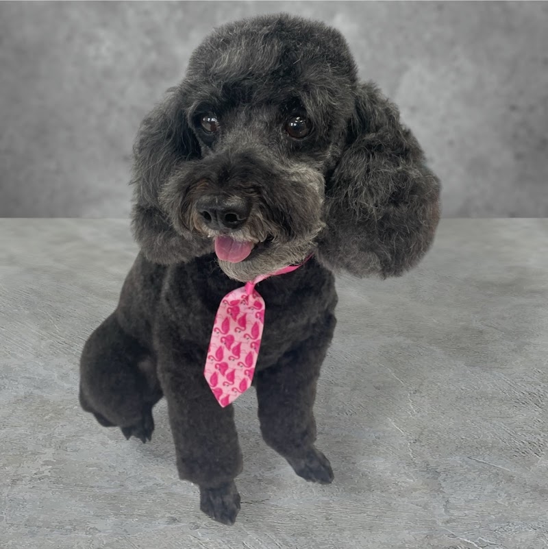 Waggin Tails Dog Salon — photo 2 of pet services in Hampstead, NC