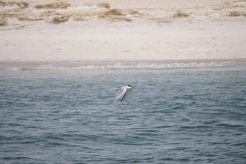 Wrightsville Beach Scenic Boat Tours boat tours in Wrightsville Beach, NC — Topsail Island